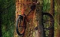 Потерянный полвека назад велосипед врос в дерево